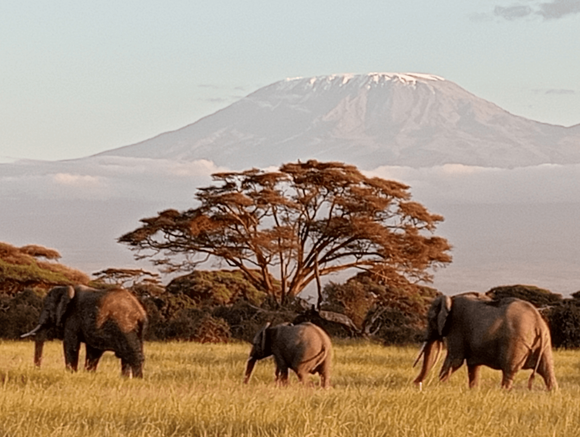 Elephants, mt. Kilimanjaro – by Habil Nyangweso