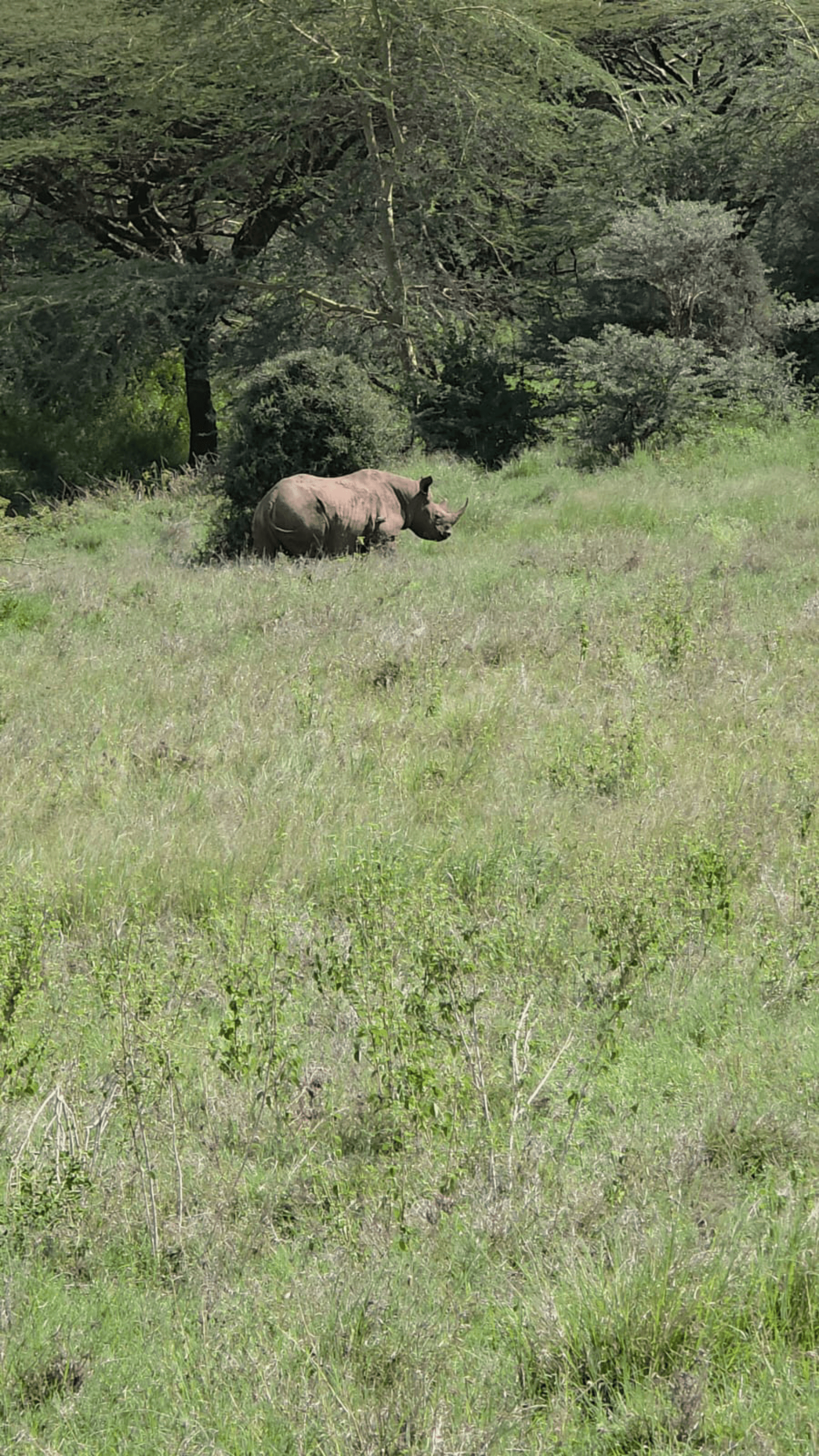The black rhino, is one of the marvelous sightings that you will come across, while on a safari. Visit Nairobi national park, and stand a chance of seeing one in its natural home. – by Muriki Herms