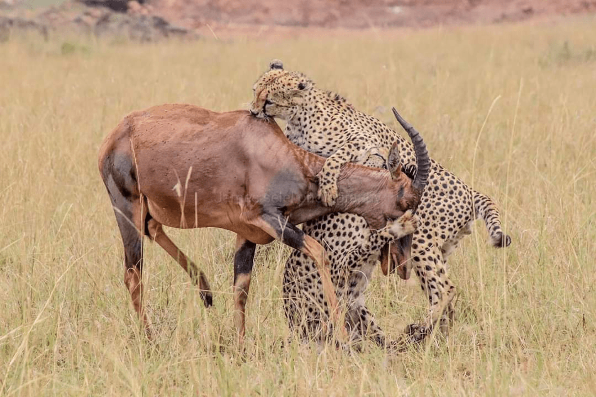 Meal time – by Lenanabushmaster Nkoitoi