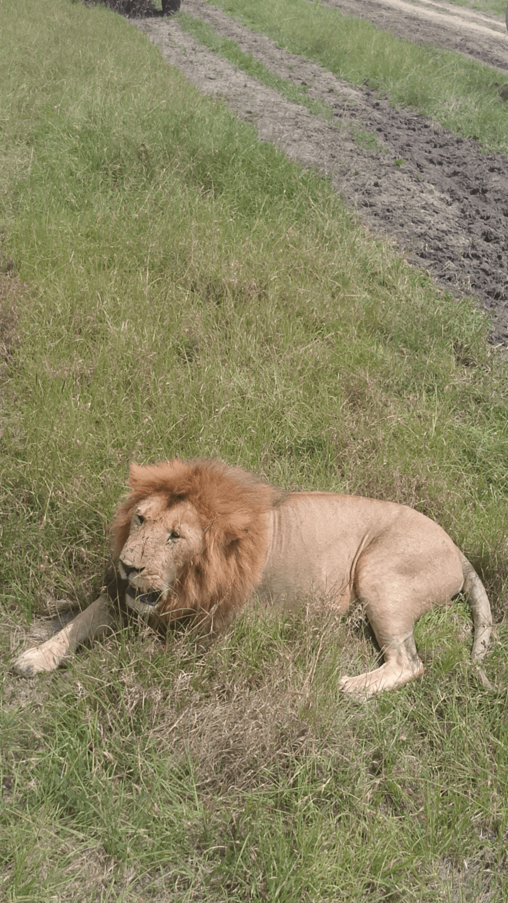 Maasai Mara – by Saidi Mtsumi
