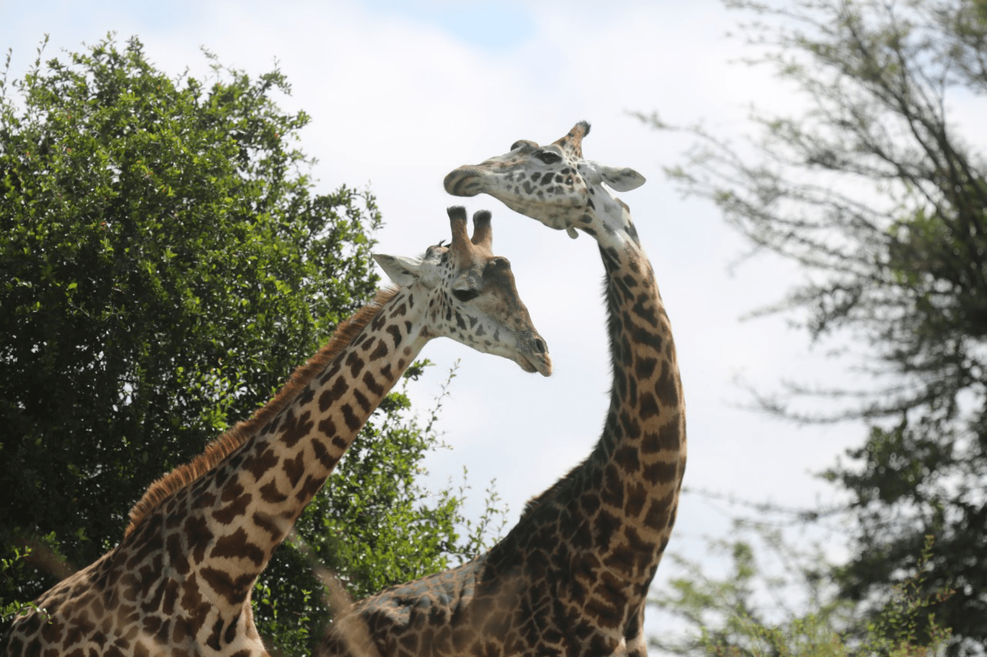 Two giraffes gently rub necks under the savannah sun, showing calm affection in a quiet, tender moment. – by Shem Nyamai
