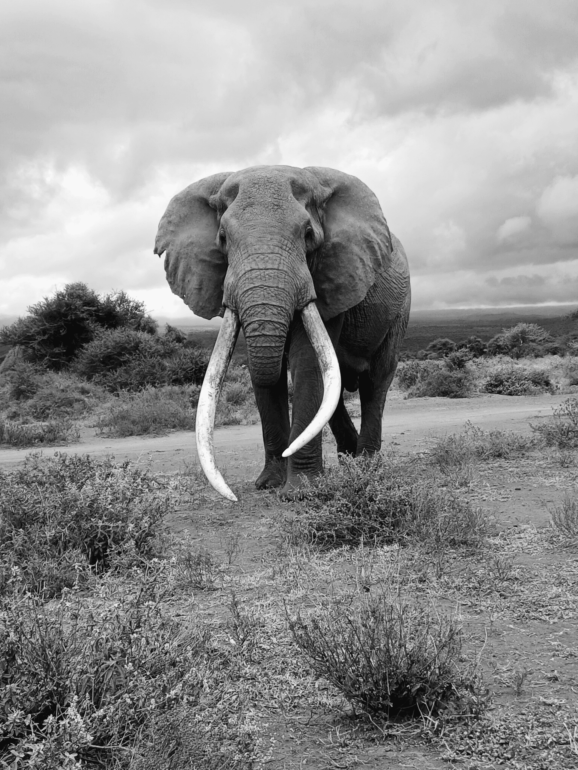 Craig, One of the biggest tuskers in the world spiced up many photographers visiting Amboseli game park. I Was privileged to take some close ups during all safaris in that area, among other super tuskers. We will always remember this gentle giant. – by Raymond Julius