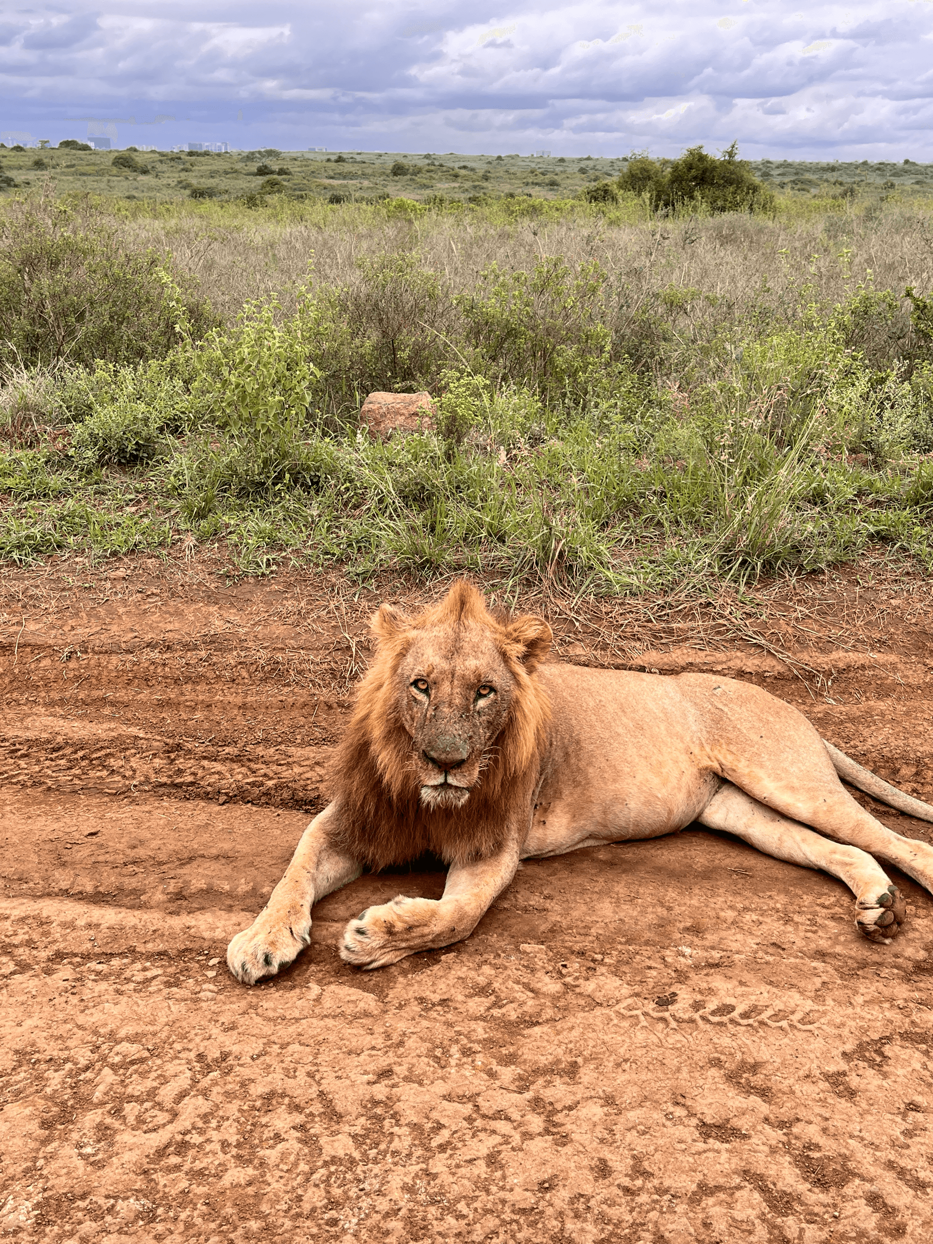 Sele the King of Nairobi park – by midasafaris Brian