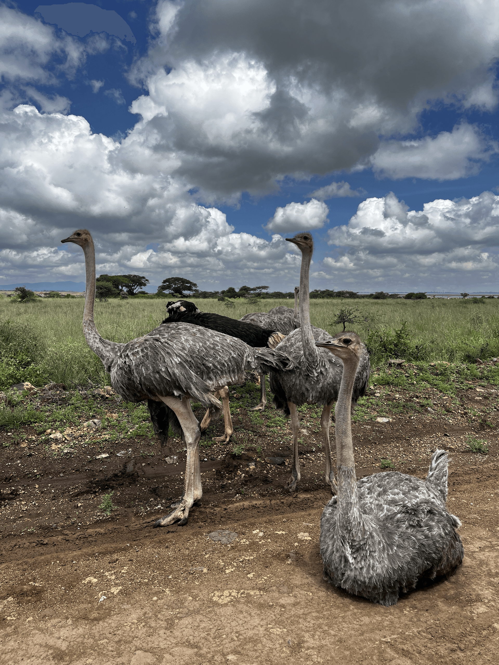 Mbuni – by midasafaris Brian