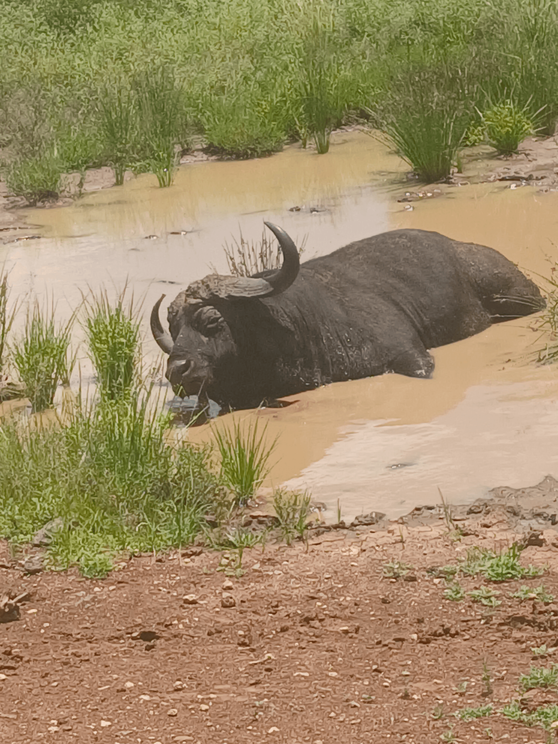Syncerus caffer ...considered one of the most dangerous animals in Africa 🌍 due to their strength,horn,and herd defence behaviour ..often seen wallowing in mud to regulate temperature and deter biting 🫦 insects #joinAfrica #Wildlifephotography # teamNairobi – by Amos Muchiri