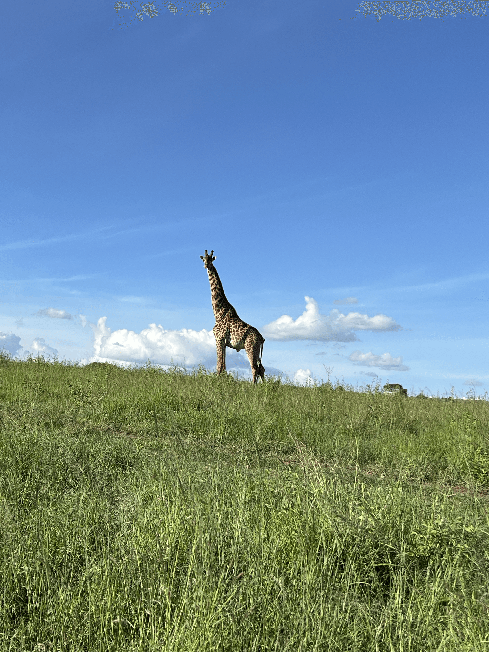 Tipatet L's story on Join Africa