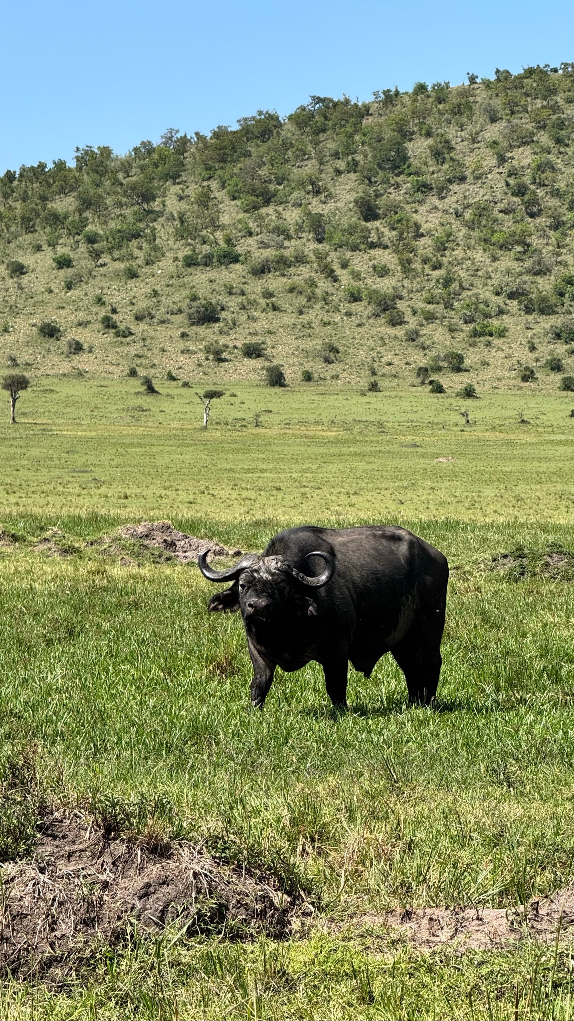 Buffalo ikiwa rada – by Francis Githua
