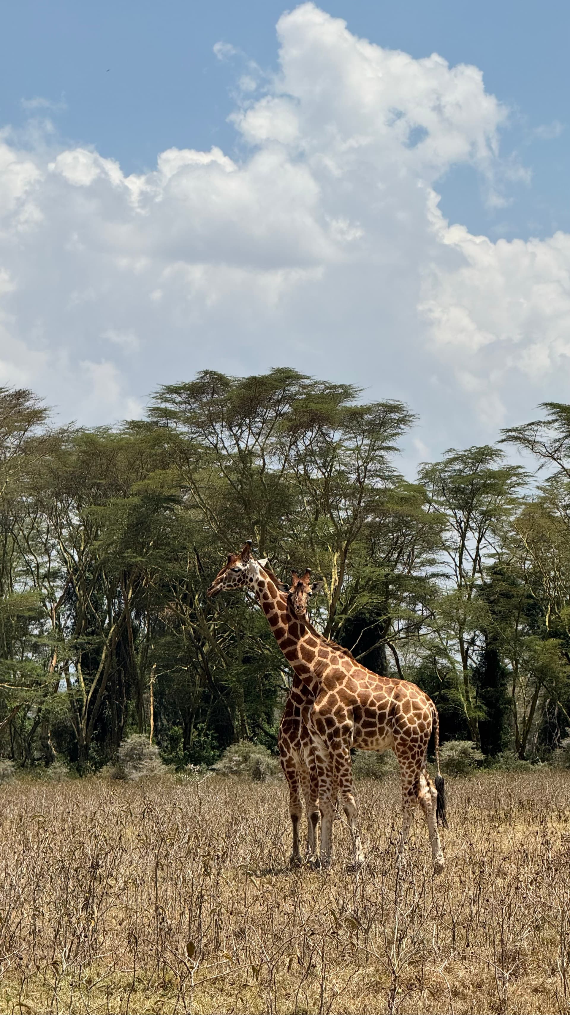 Some love in the wild – by Francis Githua