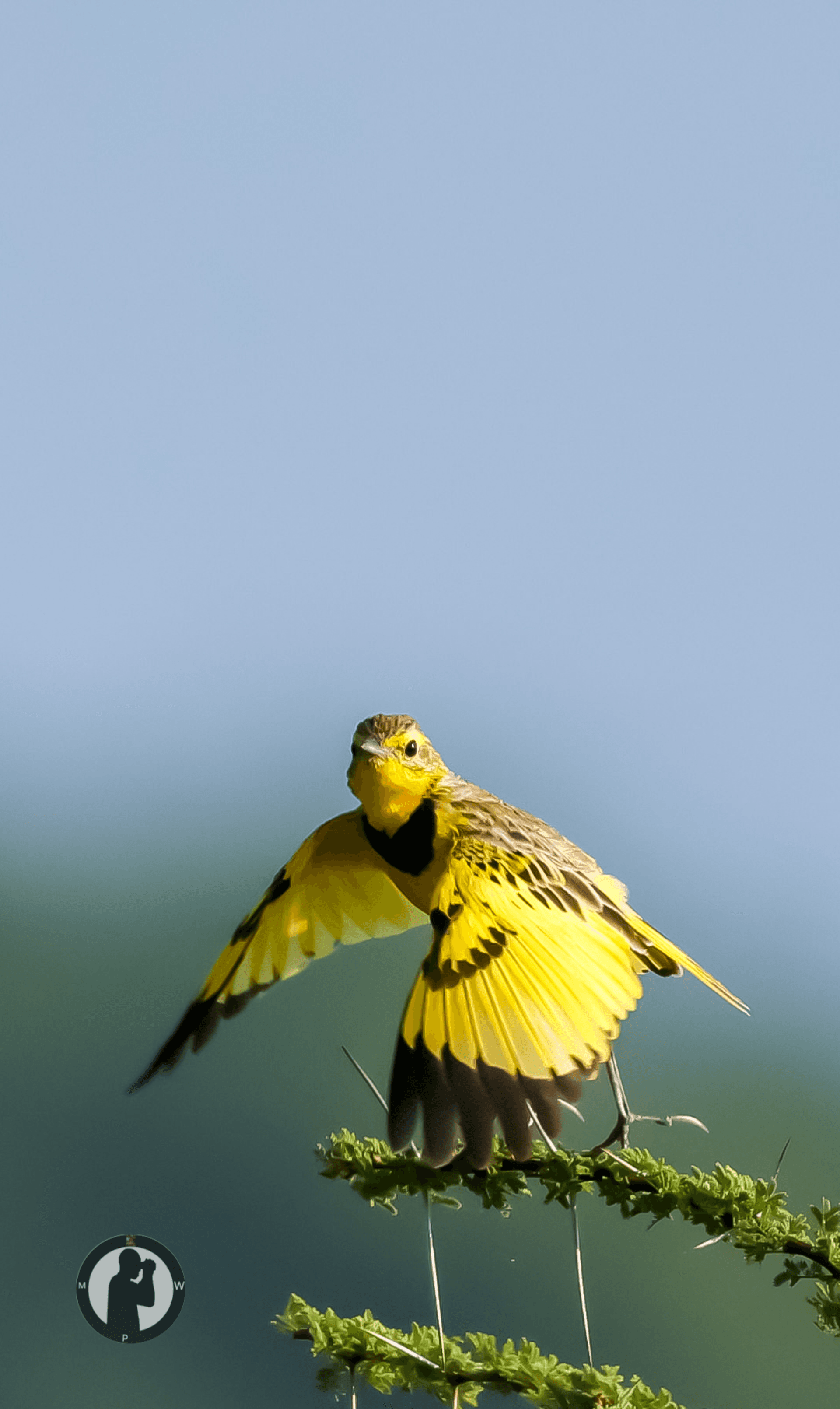 Golden Pipit
Samburu National Reserve,Kenya. – by Martin Wanjohi