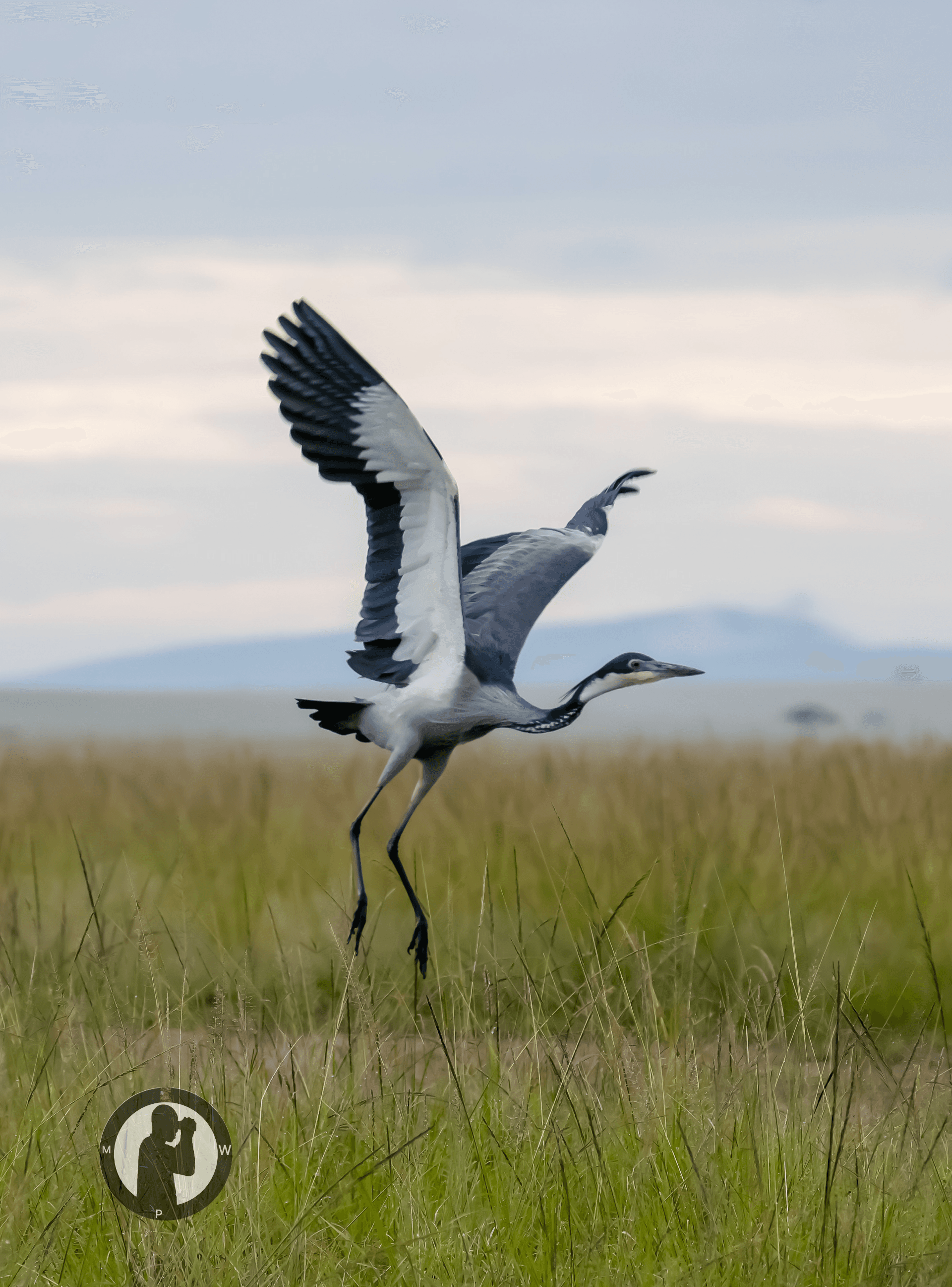 Black-headed Heron
Masai Mara National Reserve,Kenya. – by Martin Wanjohi