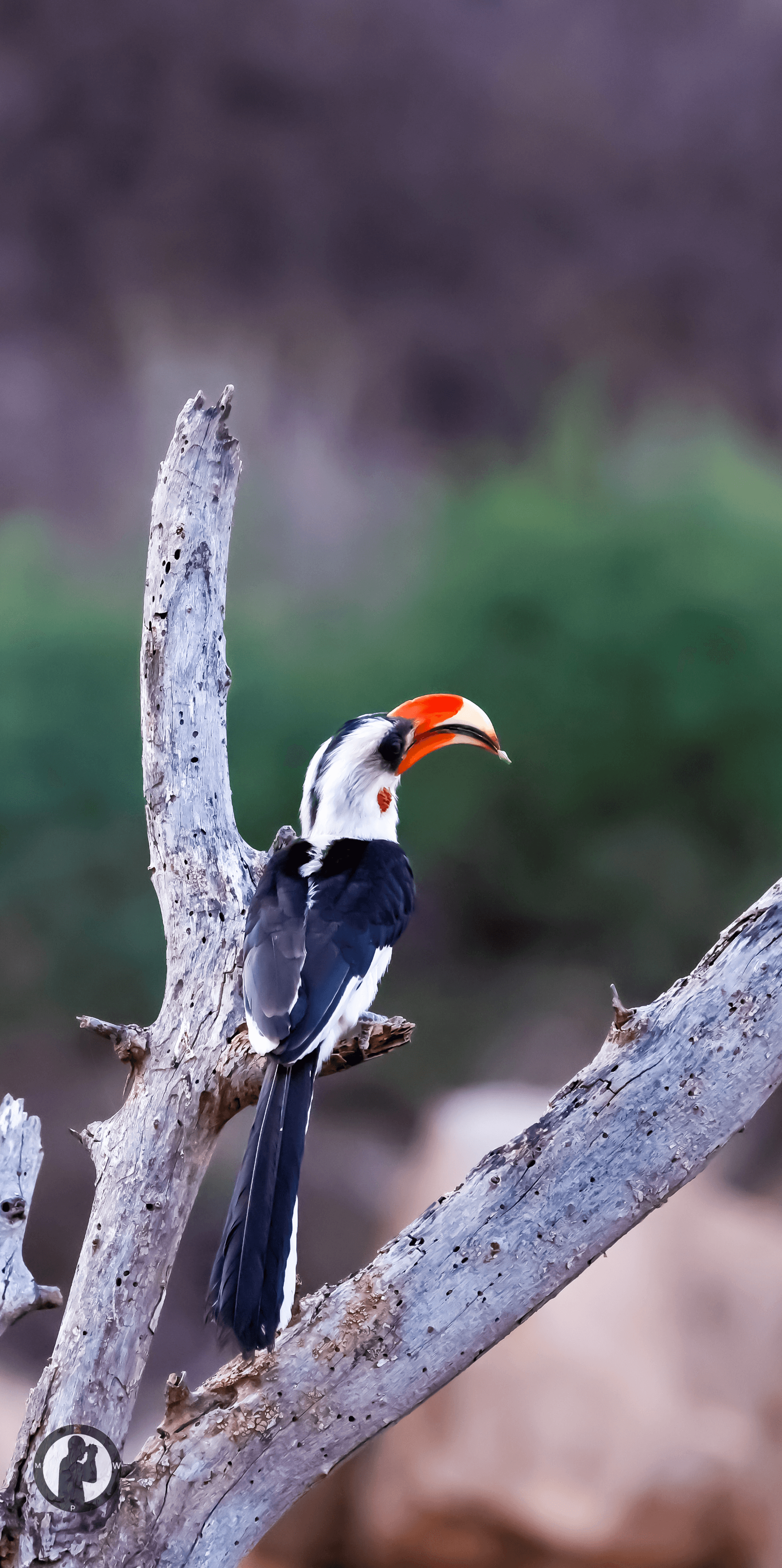 Male Von der Decken's Hornbill
Samburu National Reserve,Kenya. – by Martin Wanjohi