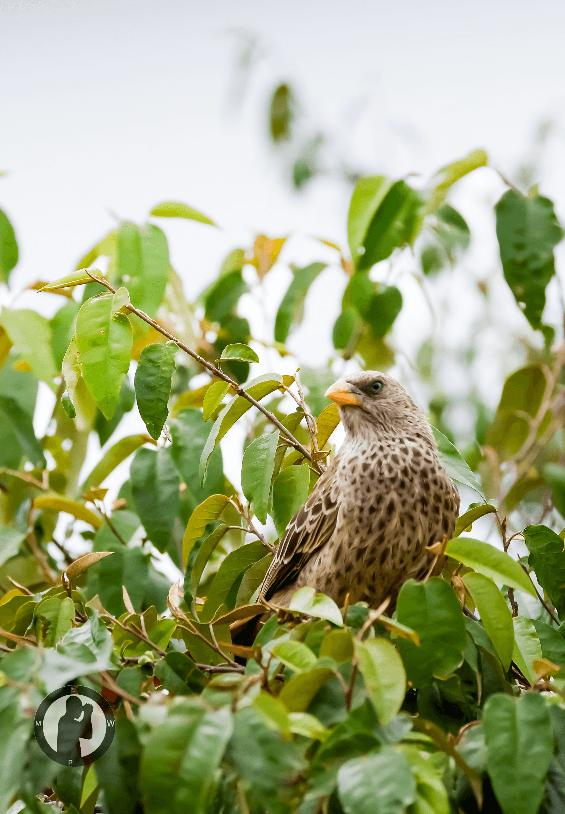 Rufous-tailed Weaver
Masai Mara National Reserve, Kenya. – by Martin Wanjohi