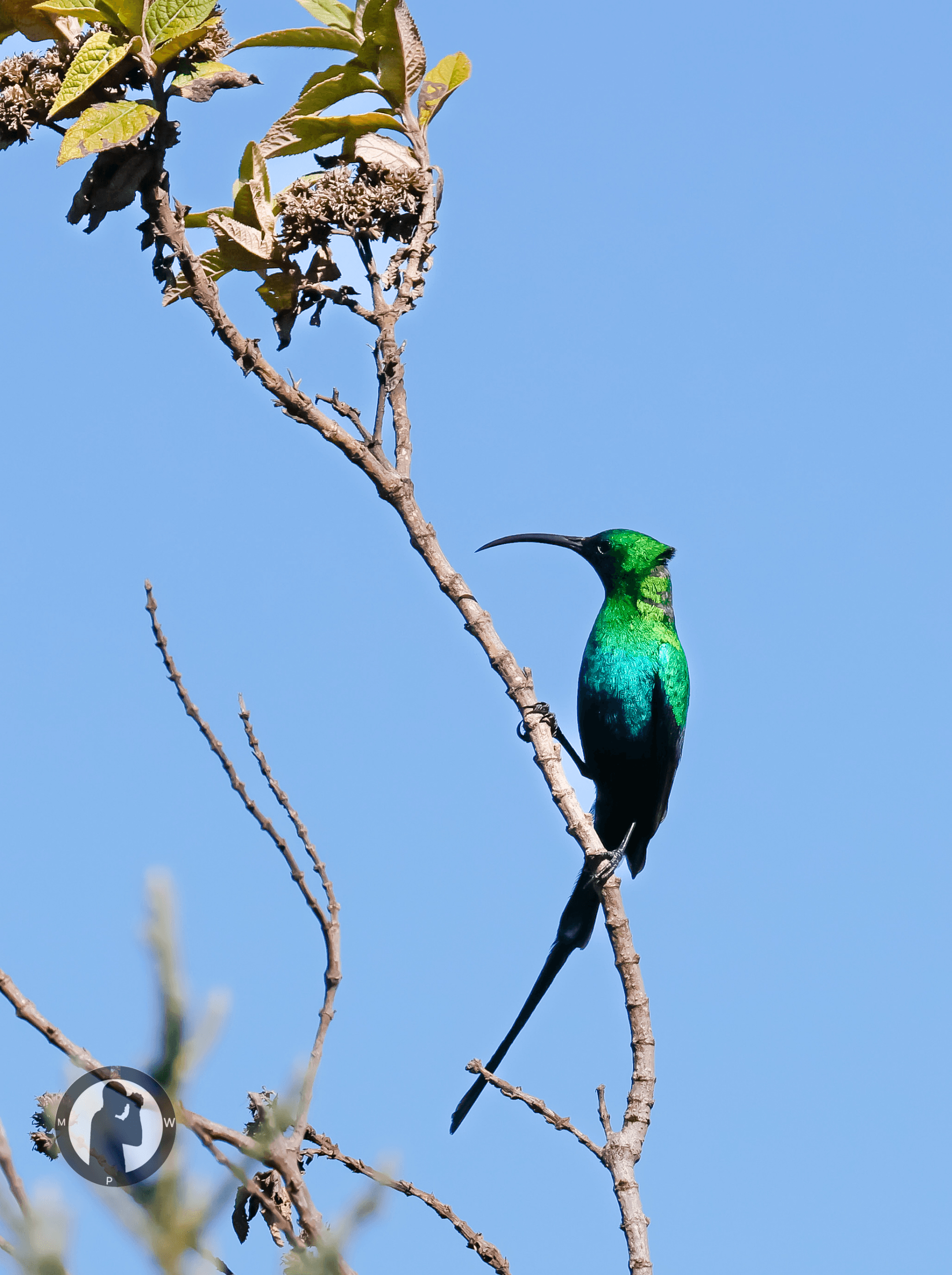 Malachite Sunbird
Aberdare National Park,Kenya. – by Martin Wanjohi