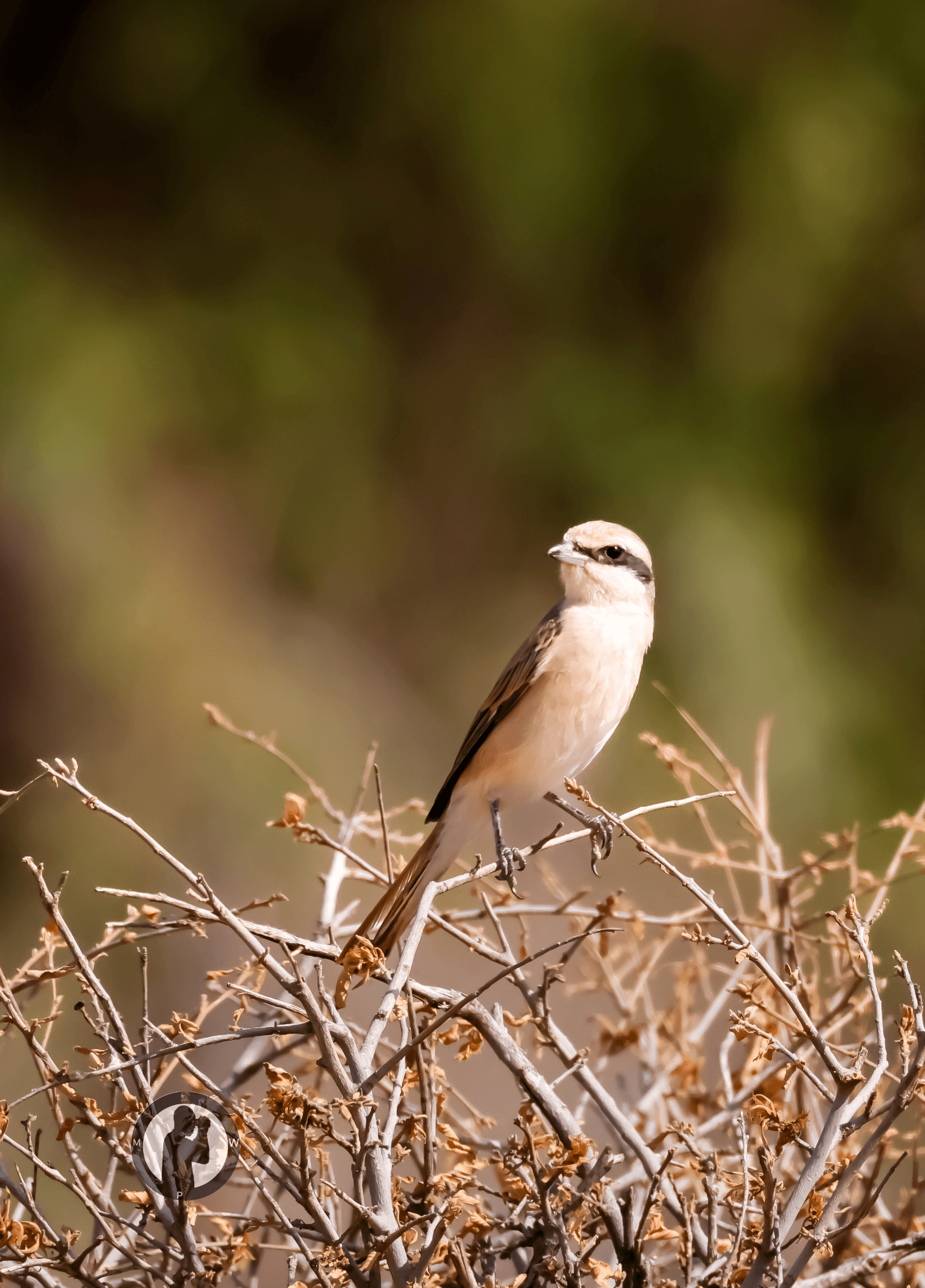 Turkestan Shrike
Samburu National Reserve Kenya. – by Martin Wanjohi