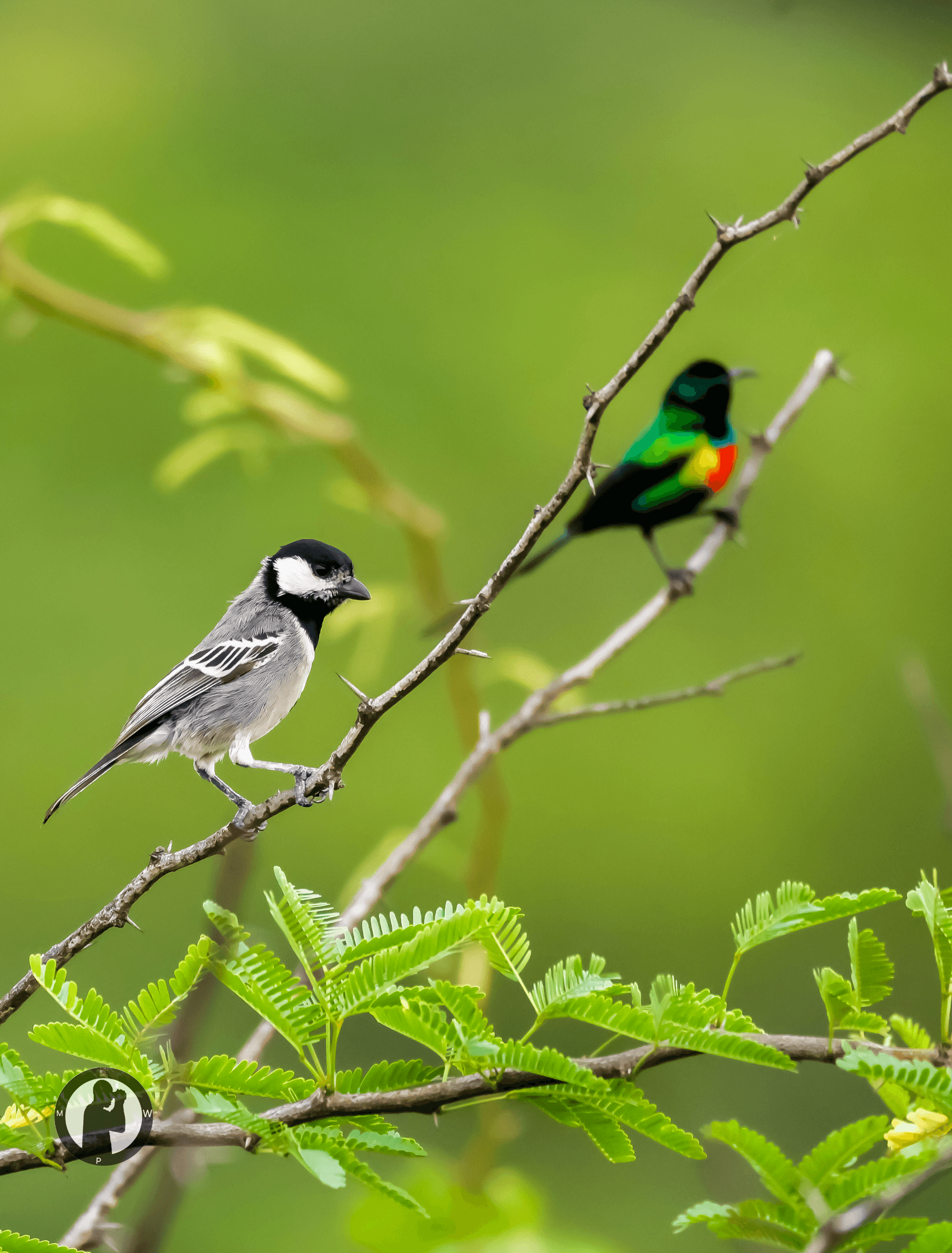 Somali Tit
Baringo,Kenya. – by Martin Wanjohi
