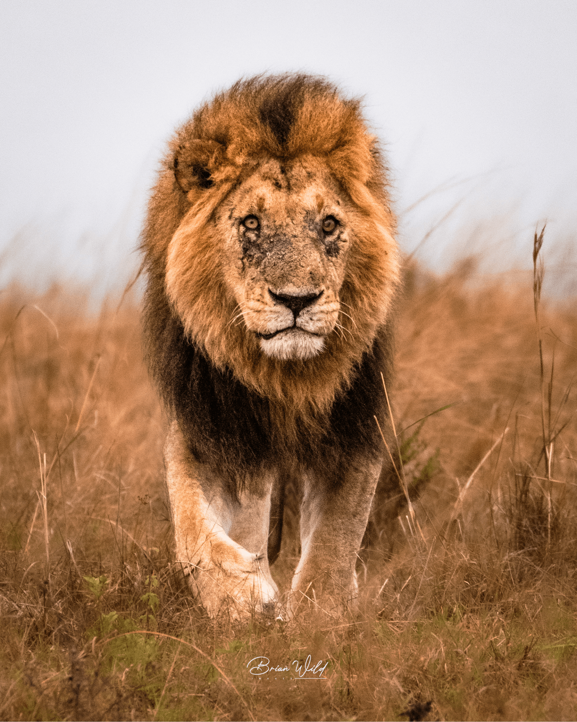 Kibogoyo of the Bila Shaka coalition now reigns over the Rekero and Paradise prides, alongside his two remaining brothers, Kiok and Chongo. Though age has touched these kings, their power and presence remain unshaken. Once famed as the “Six Pack Boys,” they have matured into legendary rulers of their domain, their legacy etched across the Mara.
#KingOfTheMara #BilaShakaCoalition #SavannahLegends #PrideRulers #WildlifeRoyalty – by Brian Sayialel