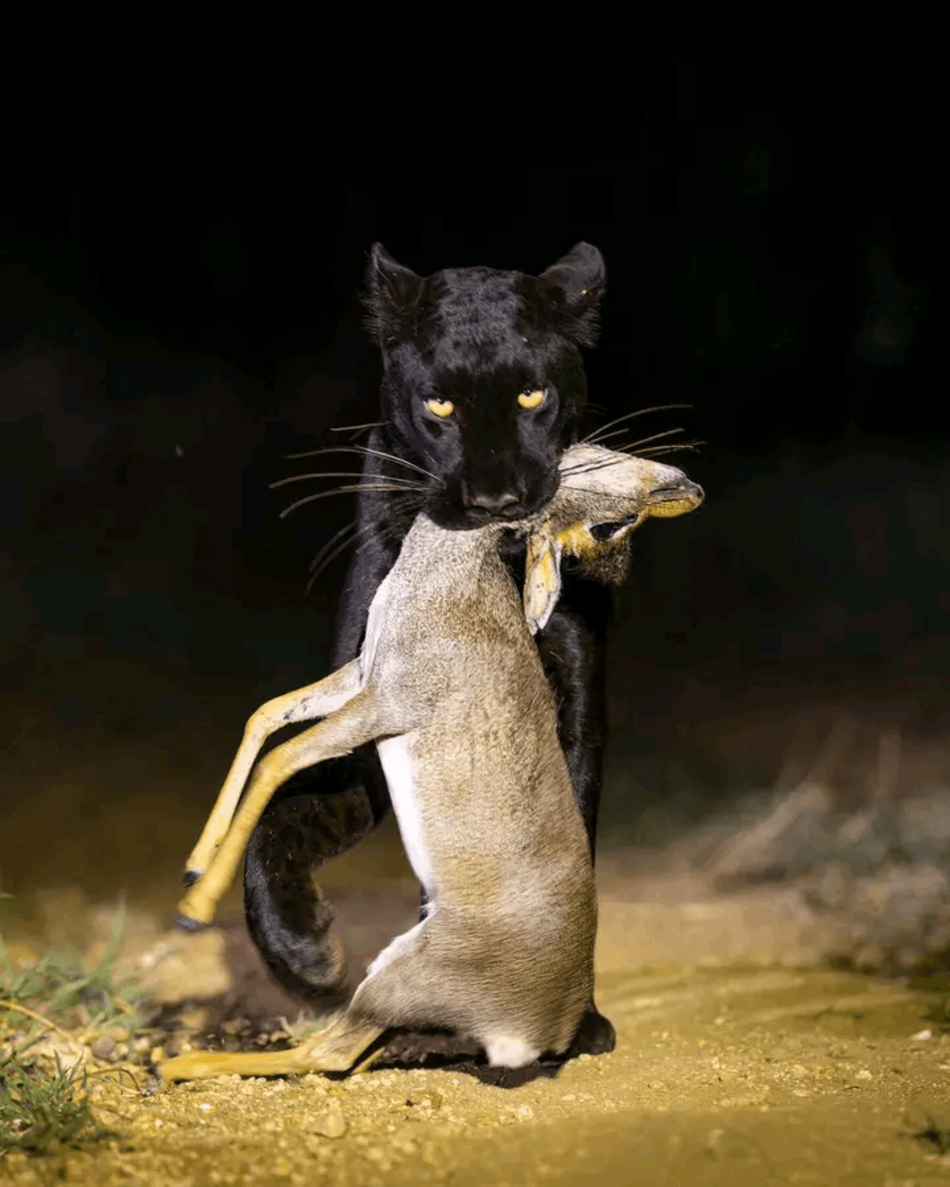 The elusive black leopard of Laikipia 🖤 known as Giza emerging from the shadows with a freshly caught a dik dik
This was nature at its rawest a successful hunt, a fleeting life, and a powerful reminder of the balance of the wild.
Captured at the incredible Laikipia Wilderness Camp, one of Kenya’s most authentic and remote safari experiences.
For wildlife photographers, moments like this are what we travel for rare behaviour, dramatic storytelling, and the privilege of witnessing true wilderness. – by Daniel Orao