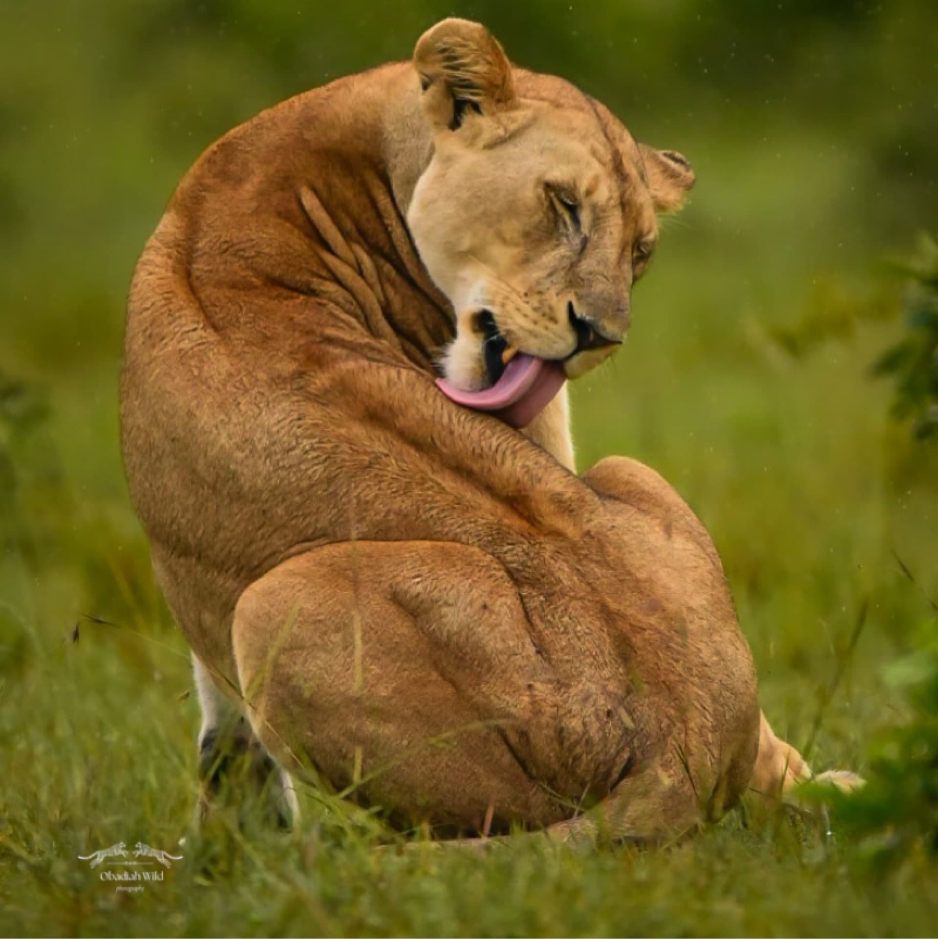 A lioness in the rain – by Obadiah Muraya