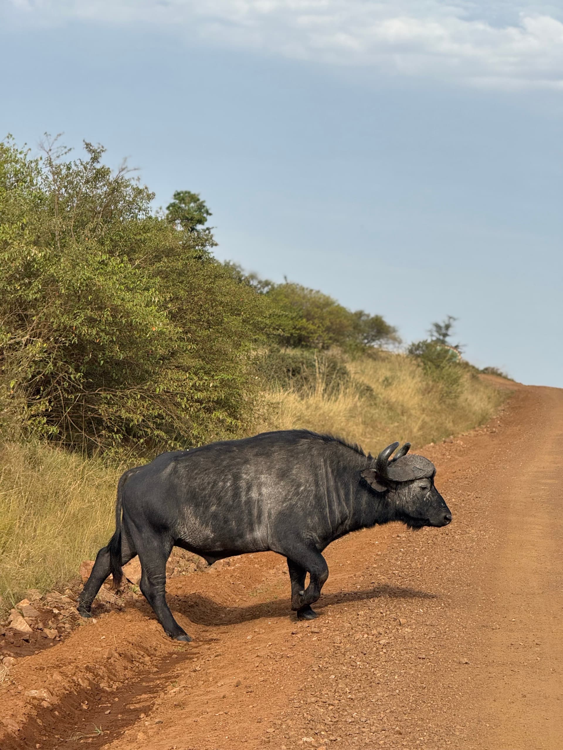 This is an African buffalo, also known as a Cape buffalo (Syncerus caffer), which is one of the most dangerous animals in Africa.
The picture was taken in Maasai mara near the Sekenani gate
* Behavior: They are highly unpredictable, aggressive, and unpredictable, particularly when threatened or wounded.
* Physical Features: Adult males can weigh up to 900 kg (nearly 2,000 lbs) and are characterized by fused horn bases that form a continuous bone shield called a "boss".
* Habitat: They are successful grazers found in diverse habitats across sub-Saharan Africa, from swamps to mopane grasslands and forests.
* Safety Warning: They are wild, undomesticated animals that pose a significant danger to humans and should be viewed from a safe distance. – by Collins Kakai