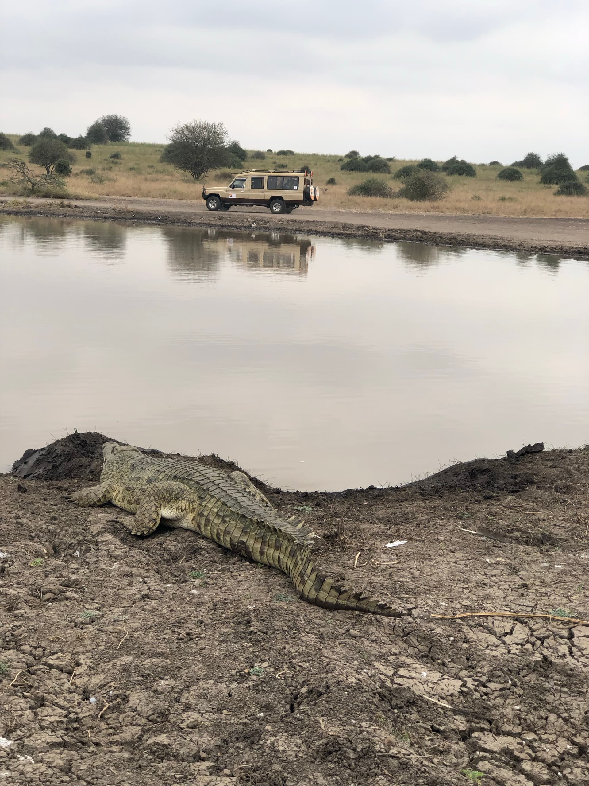 Crocodile at Athi Dam – by Clifford Koome