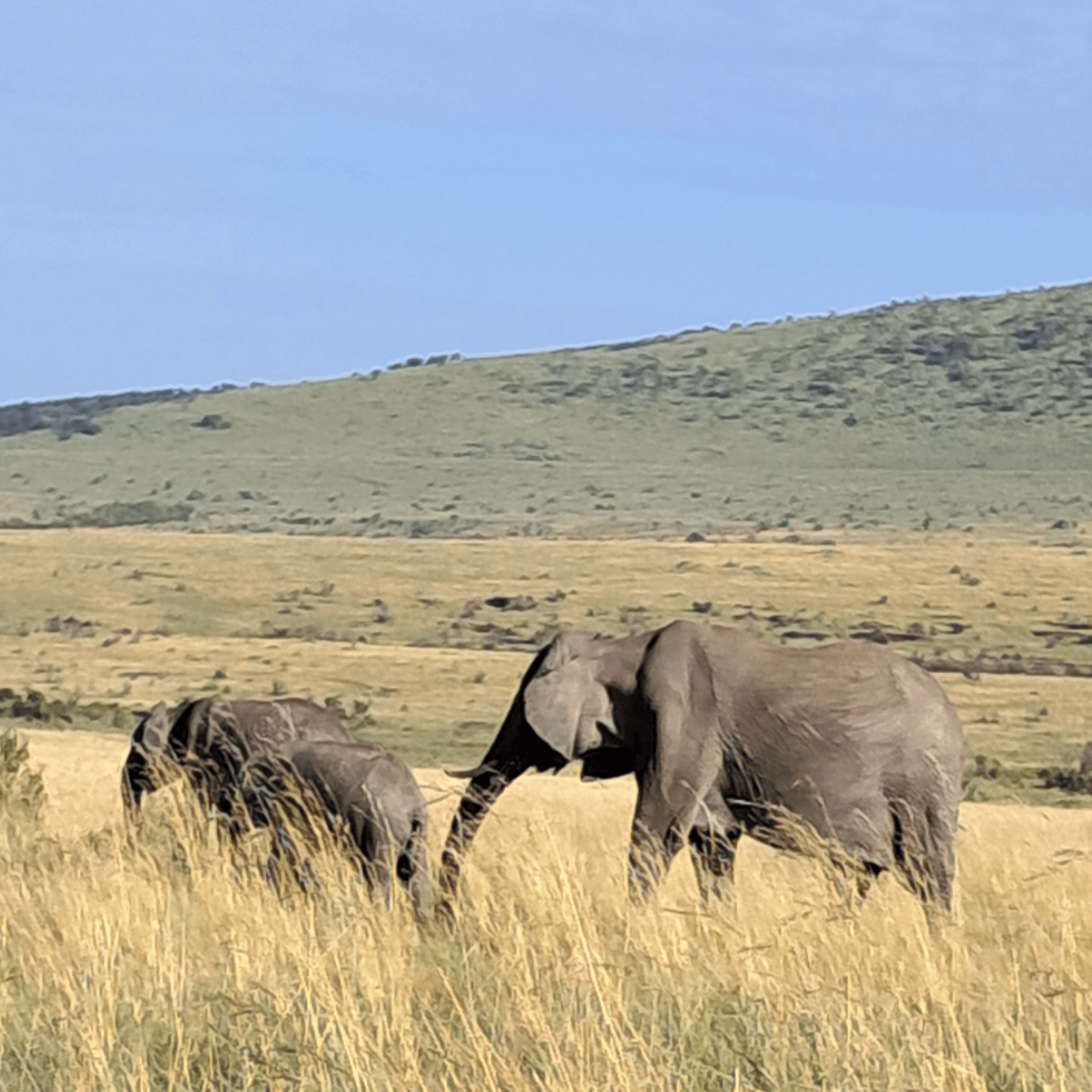 #Nairobi Nairobi national park community guides. – by Moses Mburugu A.T