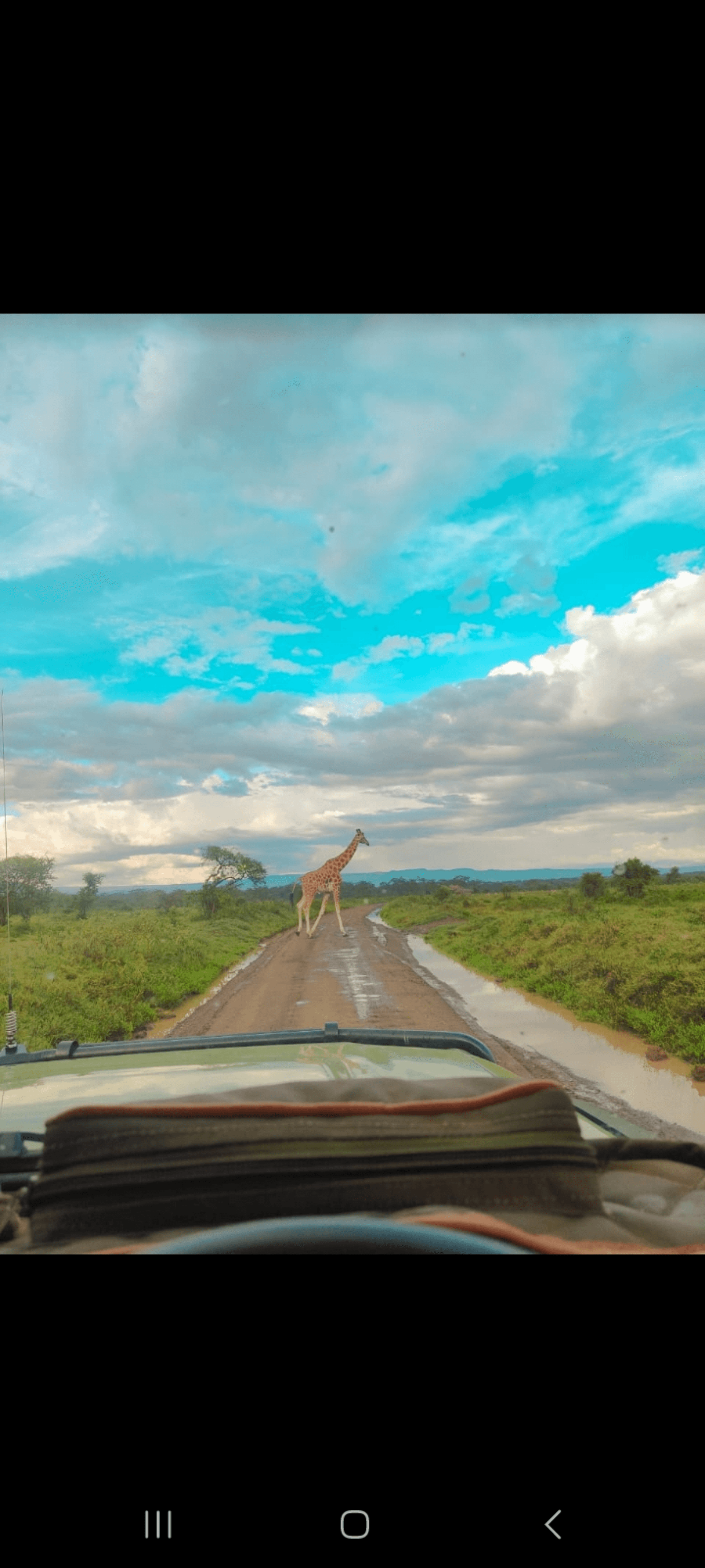 The Maasai giraffe! 🦒 Kenya's iconic residents, known for their striking patterns and gentle nature.
- *Unique spots*: Each Maasai giraffe has a distinct coat pattern, like human fingerprints.
- *Tall stature*: They're the tallest mammals on Earth, with males reaching up to 5.5 meters!
- *Habitat*: Found in savannas and open woodlands, often in national parks like Maasai Mara and Amboseli.
Want to know more about their social behavior or adaptations? 😊 – by Kibet Vincent