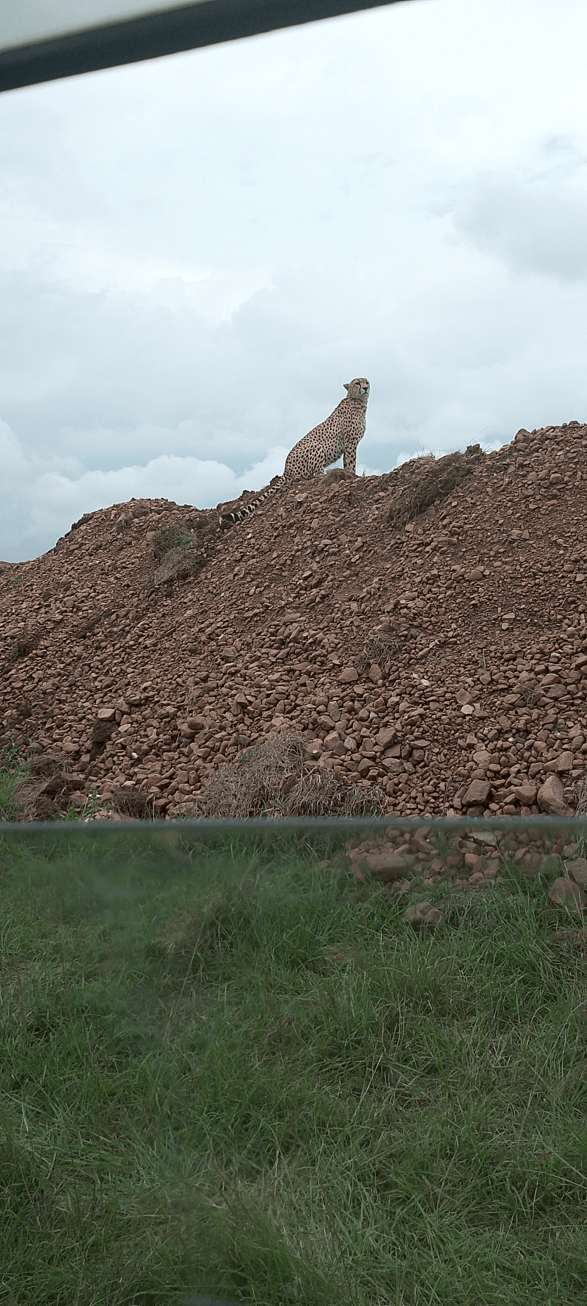 The seven day safari from jkia straight to mara, then nakuru, naivasha and a city tour at giraffe centre was just amazing. Plus crossing over the new year 2026 in the wilderness. – by Christopher Musau