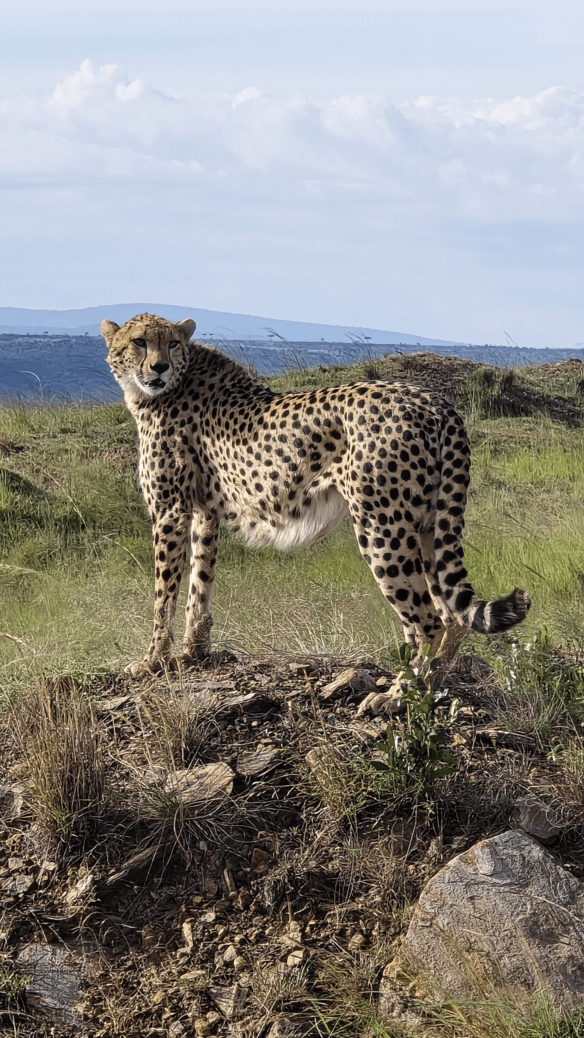 A cheater chilling by road side – by Martin Kioko