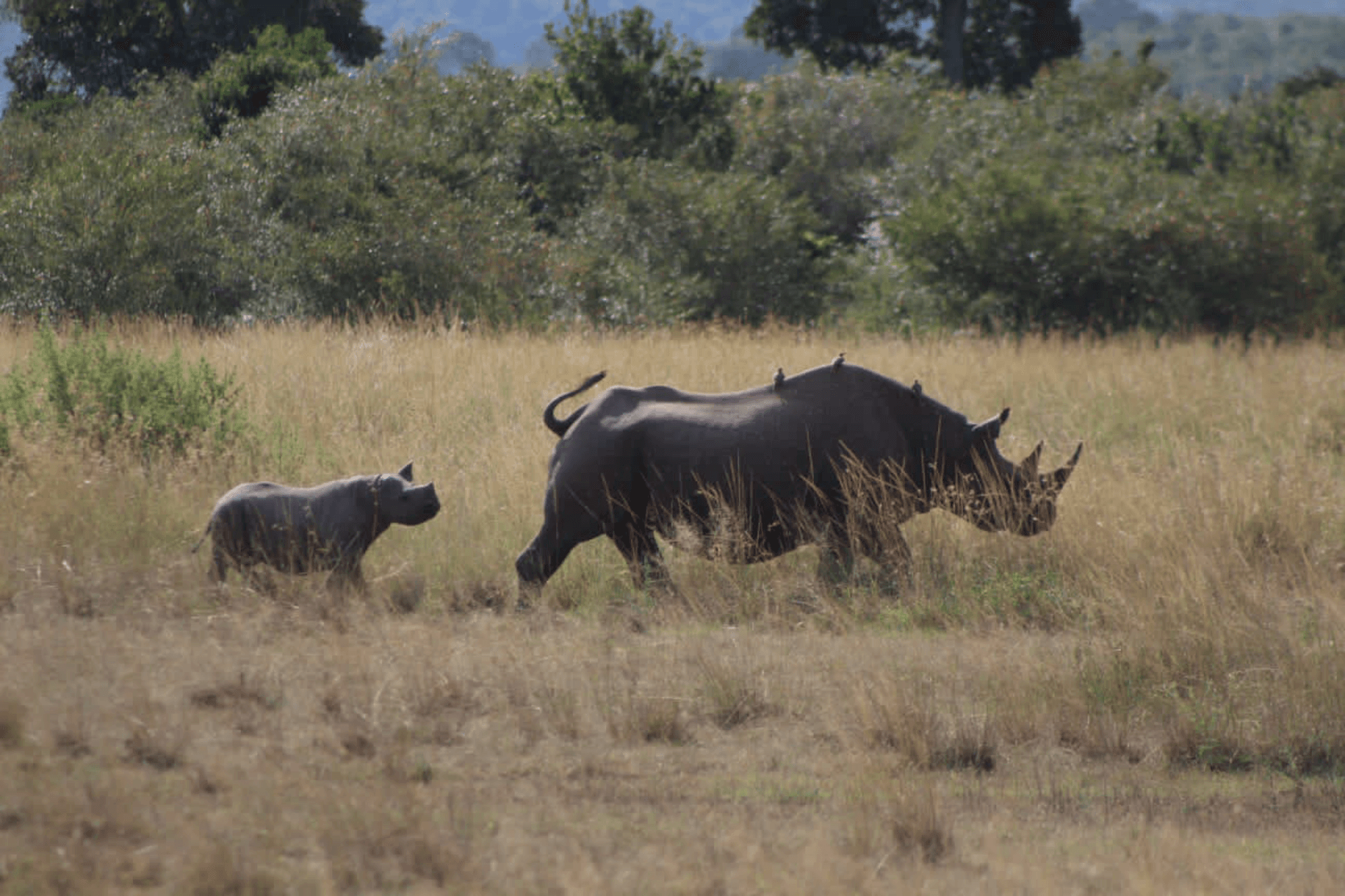 Black rhino crossing road in Nairobi National park – by Martin Kioko