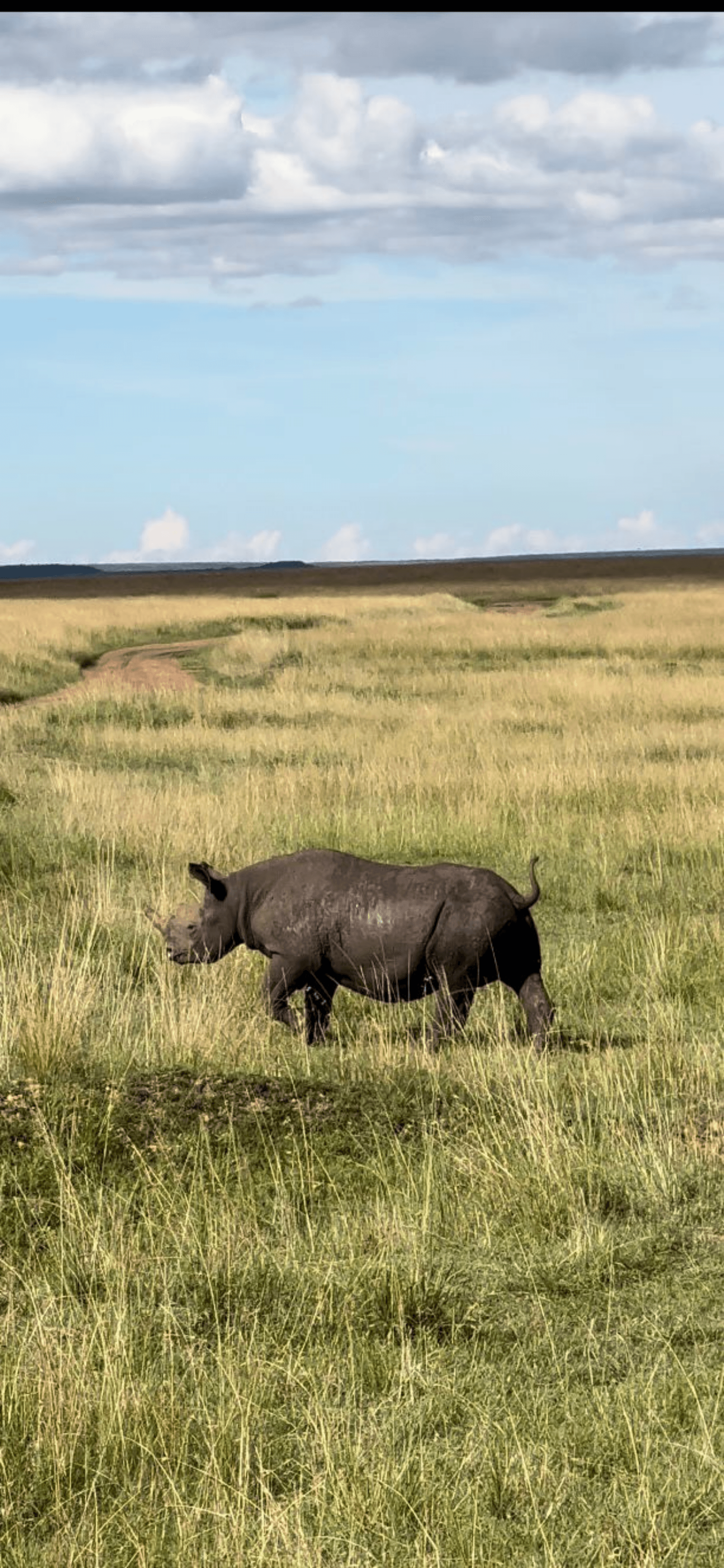 Black rhino in Maasai Mara, specifically Mara triangle – by Martin Kioko
