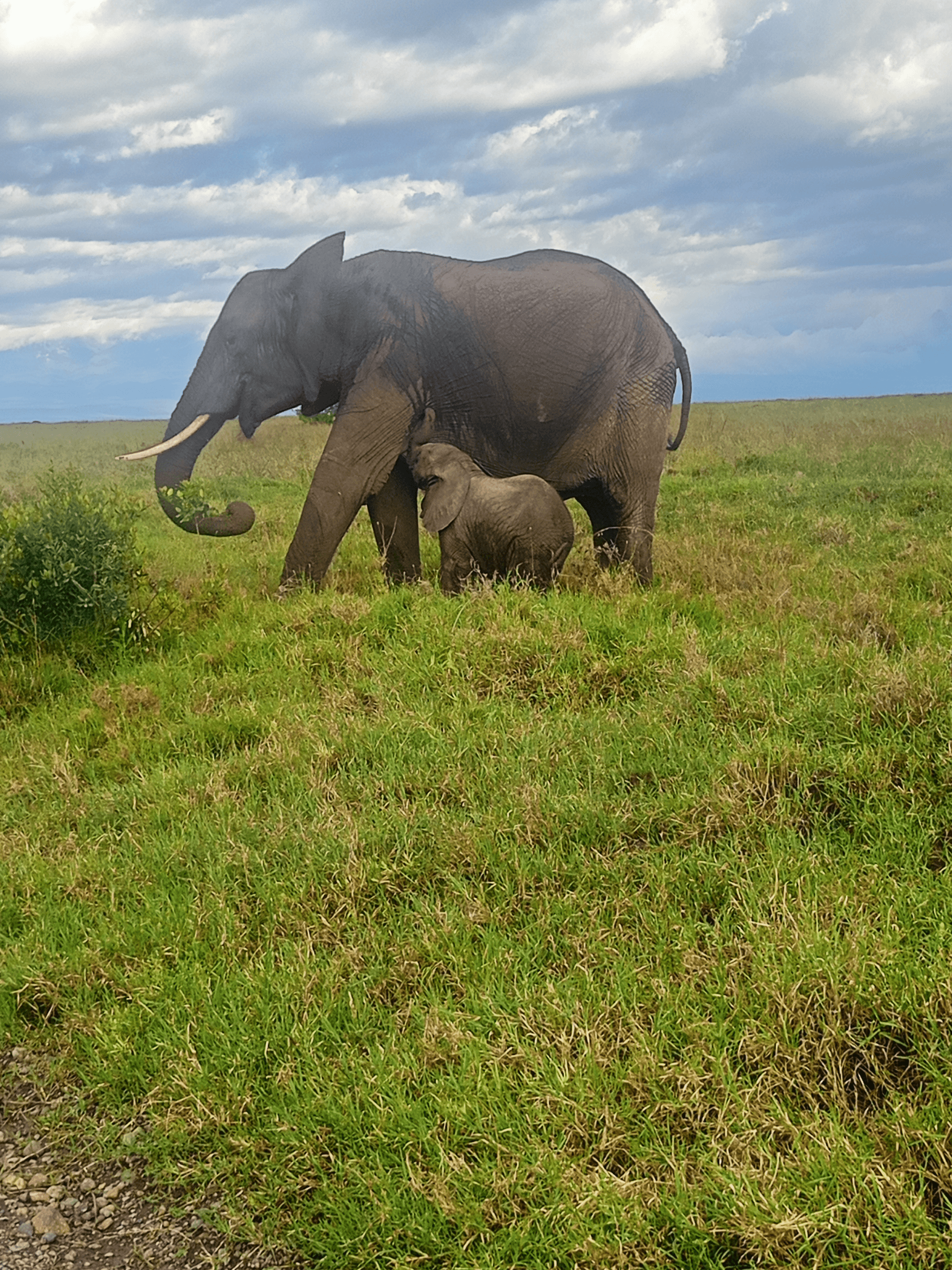 I encountered this elephant with a 3 weeks young one – by Martin Kioko