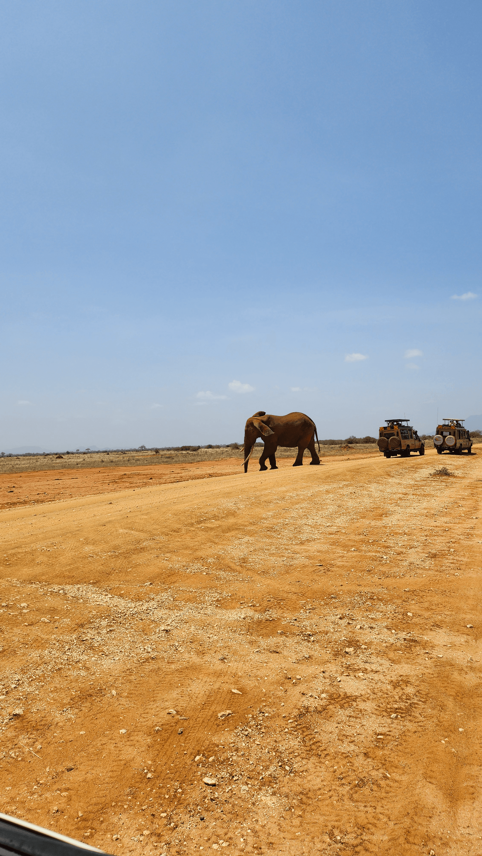 A Gentle giant of Tsavo – by Tuzho Achoka