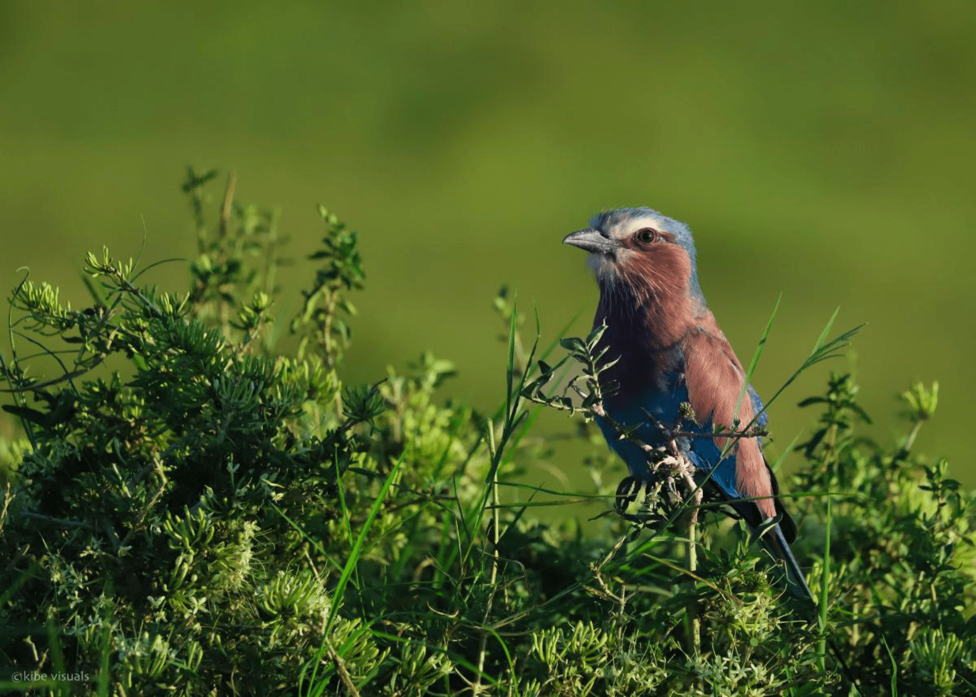 Kenya's national bird . The lilac breasted roller
#nairobi region – by Julius kibe