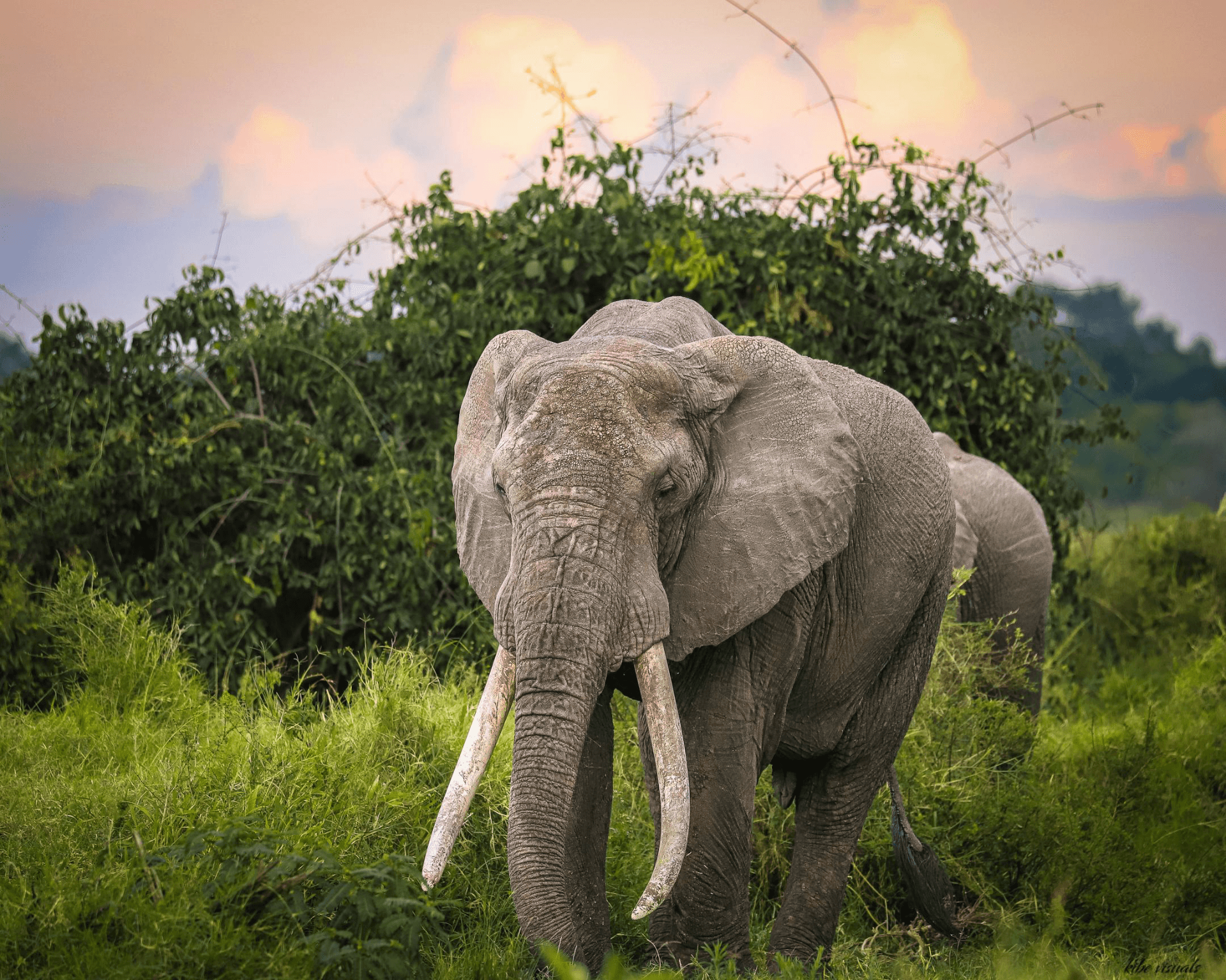 A big reminder that the giants contribute to the Savanah ecosystems greatly just by feeding ......
When you see me make sure to ask me how 😁
#nairobi region
#elephant challenge – by Julius kibe