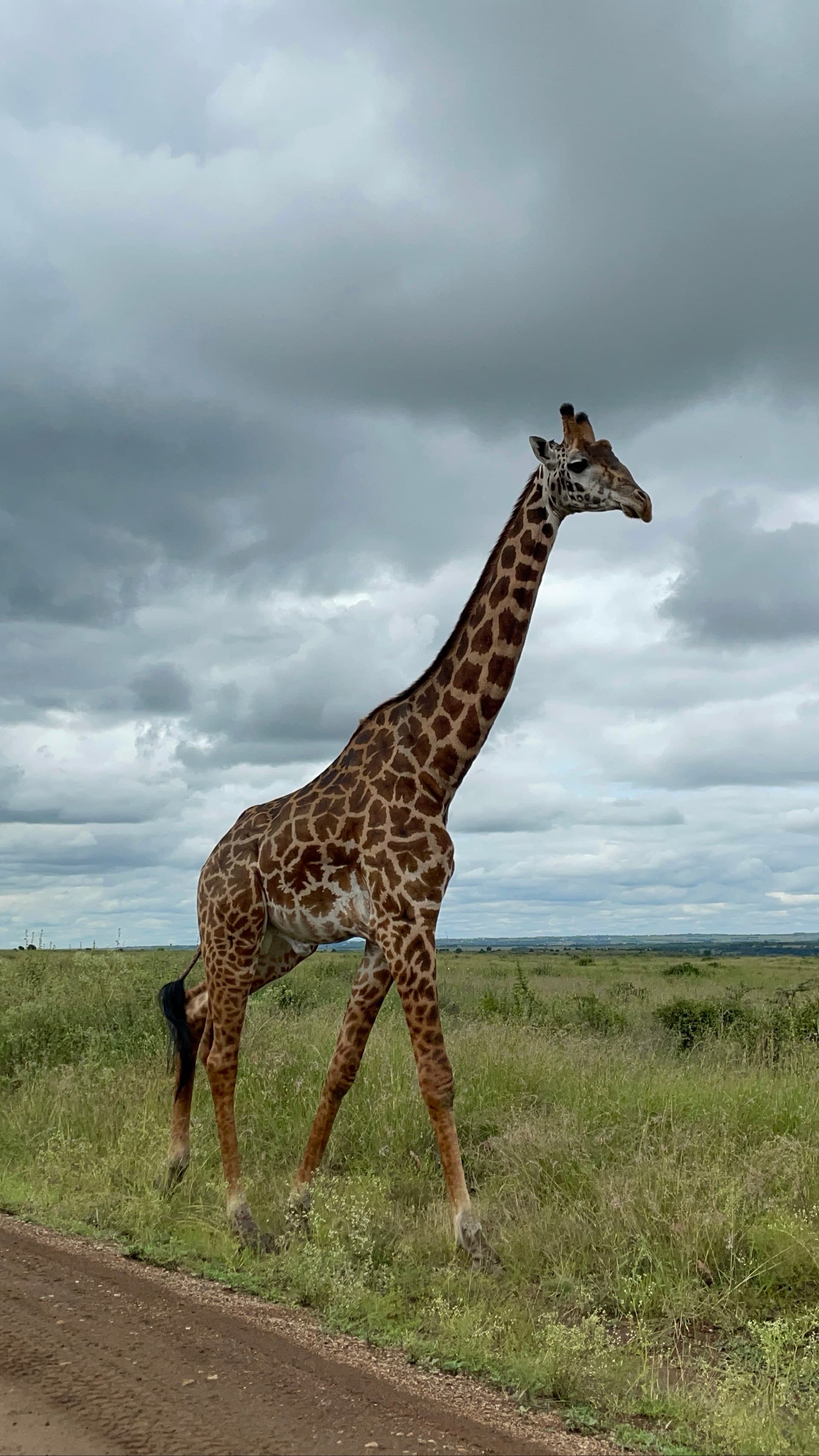 A Symbol of Calm and Vision🌿🦒 – by Eric Gitonga