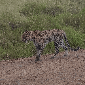 Lenanabushmaster Nkoitoi